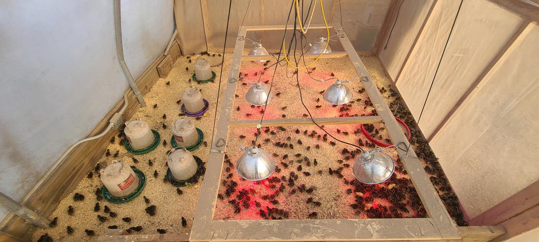 Summer Quail Hatching: Thriving in the Warm Months at Silver Creek Farms