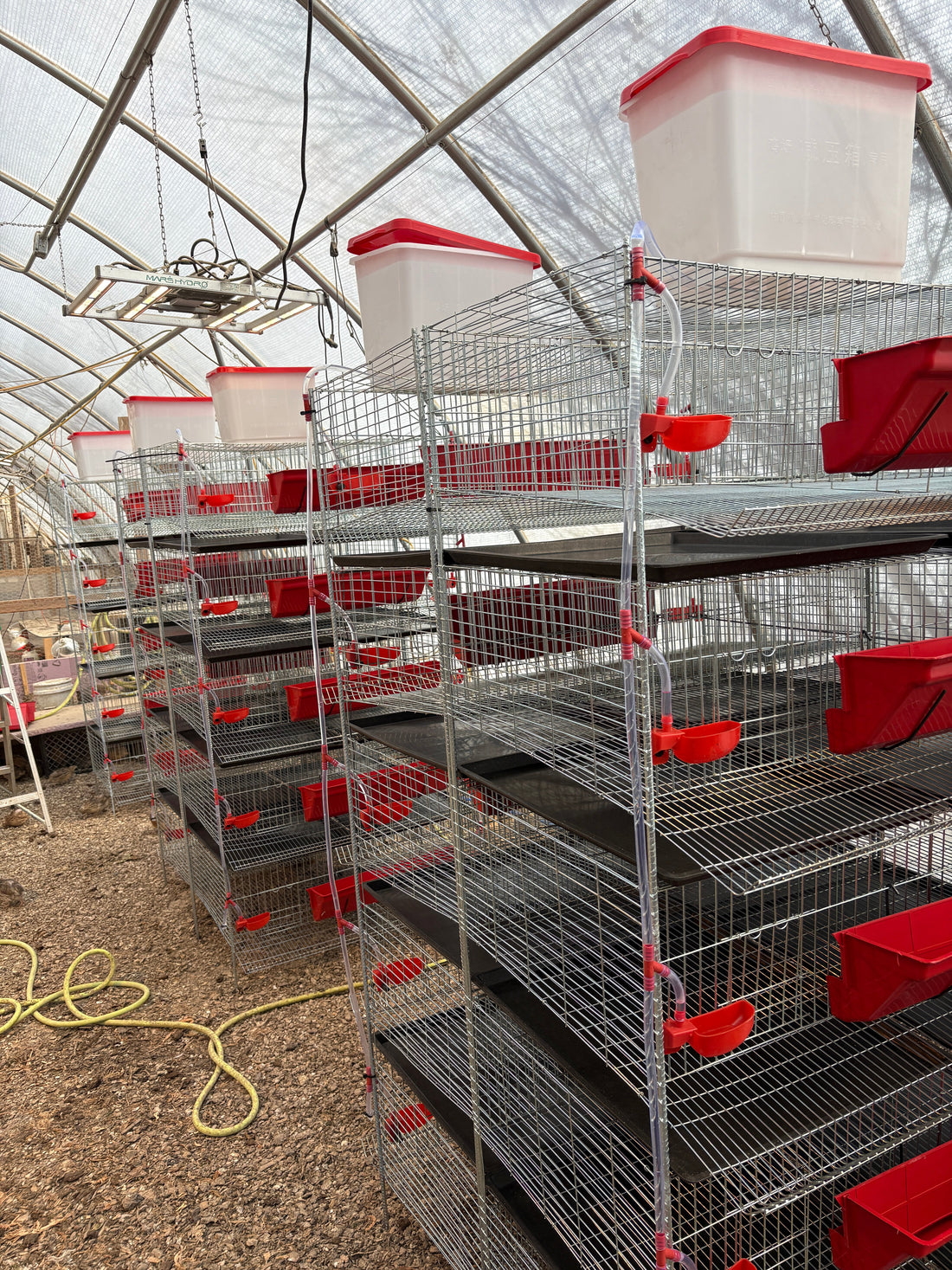 New in store, Quail Cages !