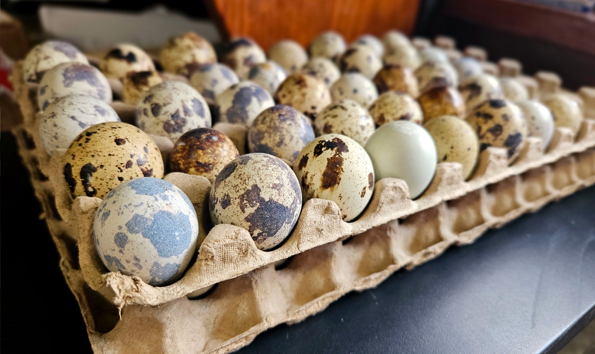 Fertile Quail Eggs