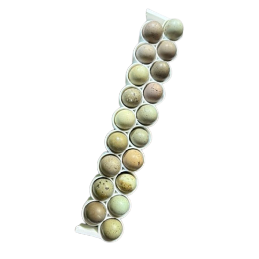Silver Creek Farms - Standard & Button Quail Egg Rails for Cimuka®/Hatching Time® Incubators (CT-Series) - Premium Equipment for Hatching and Homesteading