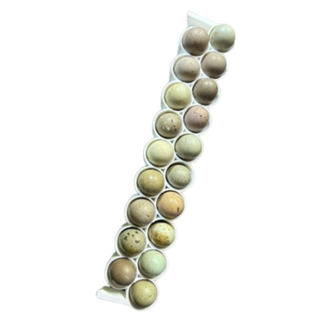 Silver Creek Farms - Standard & Button Quail Egg Rails for Cimuka®/Hatching Time® Incubators (CT-Series) - Premium Equipment for Hatching and Homesteading
