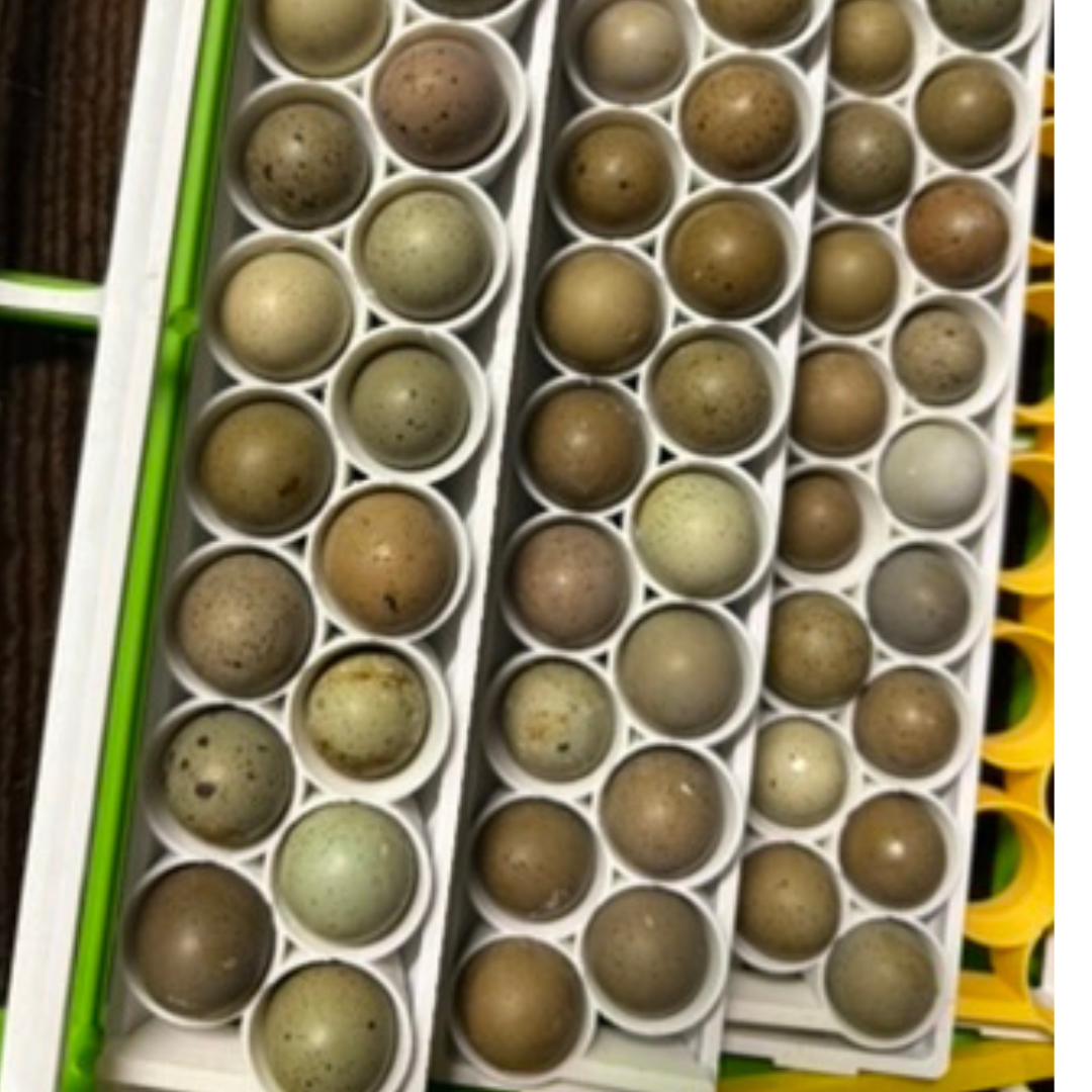 Silver Creek Farms - Standard & Button Quail Egg Rails for Cimuka®/Hatching Time® Incubators (CT-Series) - Premium Equipment for Hatching and Homesteading