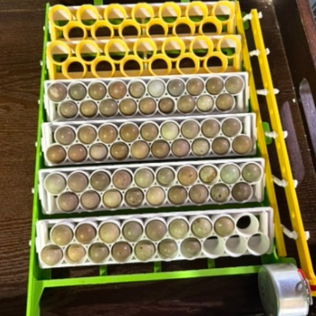 Silver Creek Farms - Standard & Button Quail Egg Rails for Cimuka®/Hatching Time® Incubators (CT-Series) - Premium Equipment for Hatching and Homesteading