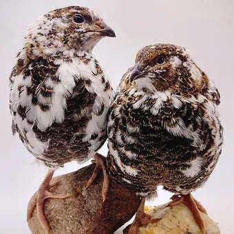 Silver Creek Farms - Hens Choice Special hatching eggs - Premium Fertile Quail Eggs for Hatching and Homesteading