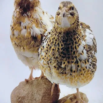 Silver Creek Farms - Hens Choice Special hatching eggs - Premium Fertile Quail Eggs for Hatching and Homesteading