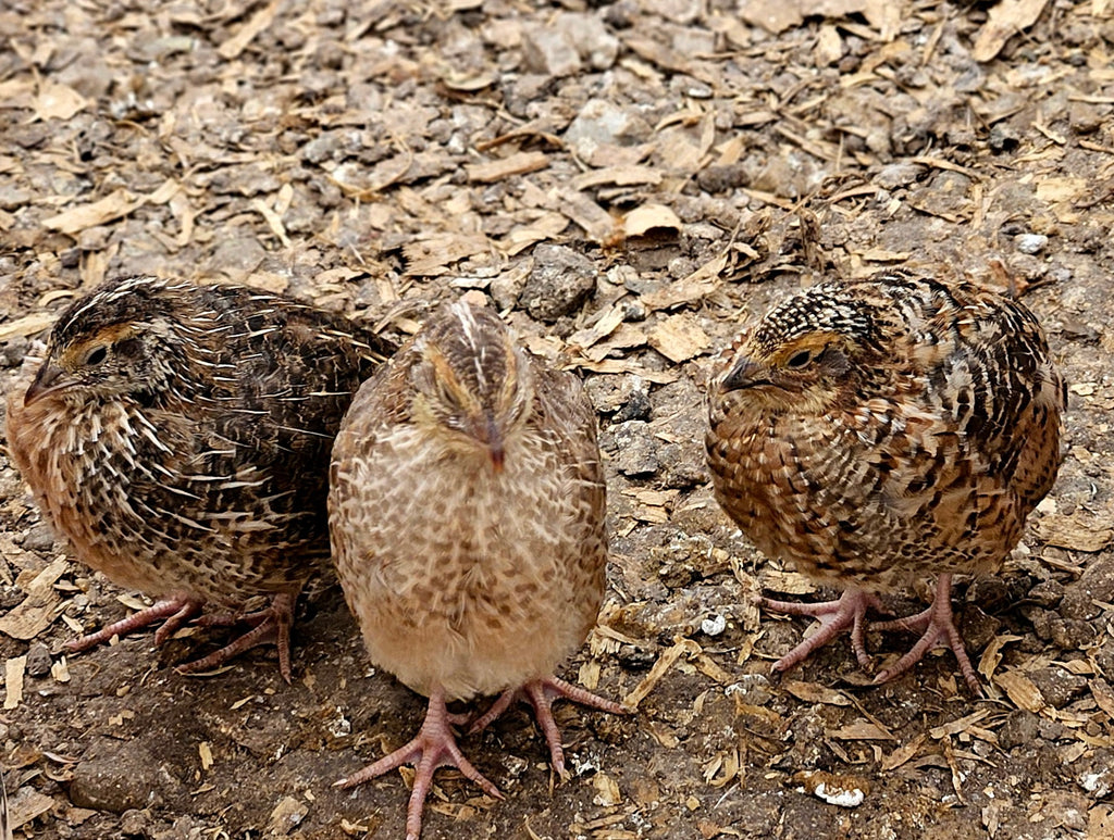 LIVE -Quail Breeder Sets - 5 hens: 1 roo