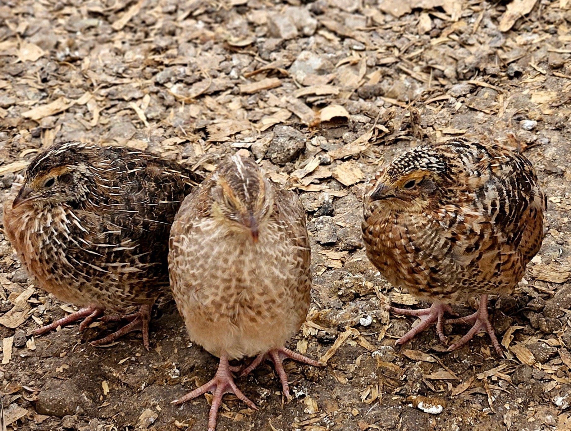 LIVE -Quail Breeder Sets - 5 hens: 1 roo