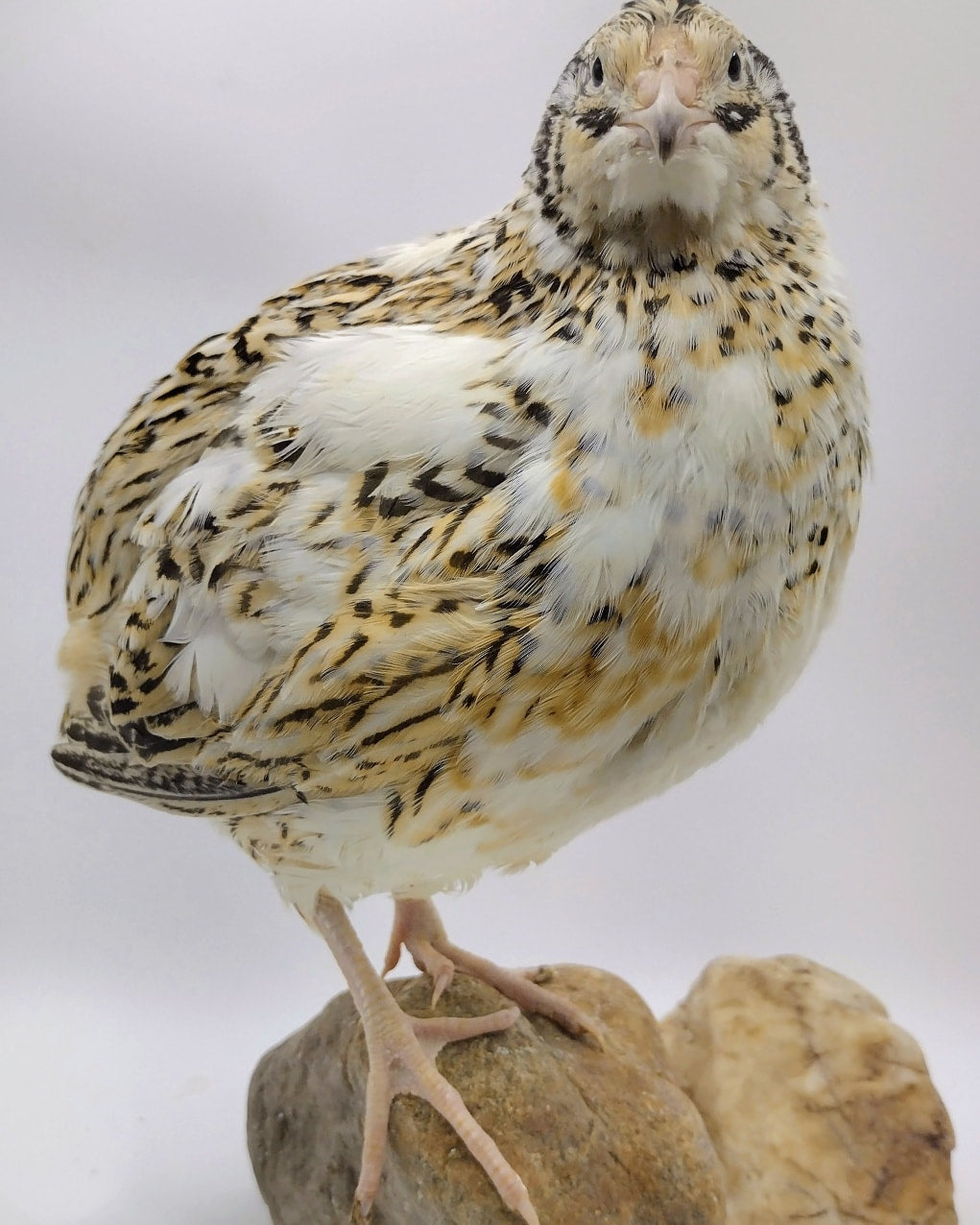 Silver Creek Farms - Jumbo Progressive Pied- Feather Sexable hatching eggs - Premium Fertile Quail Eggs for Hatching and Homesteading