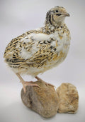 Silver Creek Farms - Jumbo Progressive Pied- Feather Sexable hatching eggs - Premium Fertile Quail Eggs for Hatching and Homesteading