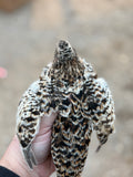 Silver Creek Farms - American Pansy Quail Hatching Eggs - Premium Fertile Quail Eggs for Hatching and Homesteading