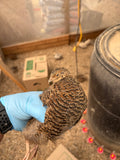 Rosetta Coturnix Hatching Eggs