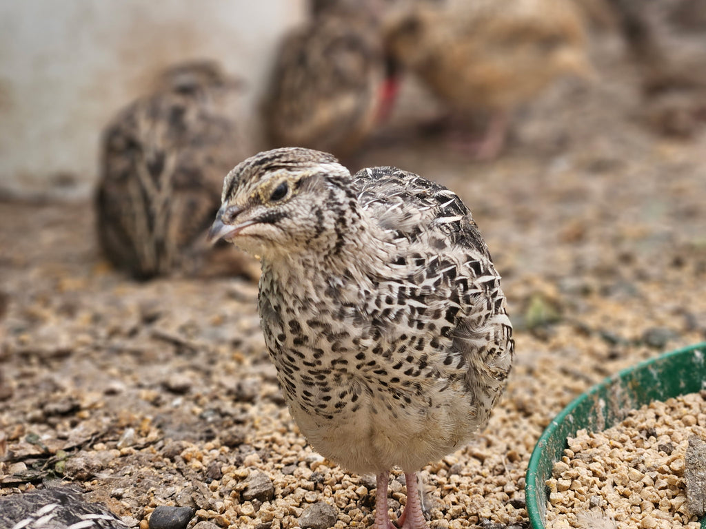 A Fun Mix of Everything Quail Hatching Eggs