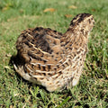 Feather Sexable Celadon Coturnix Hatching Eggs