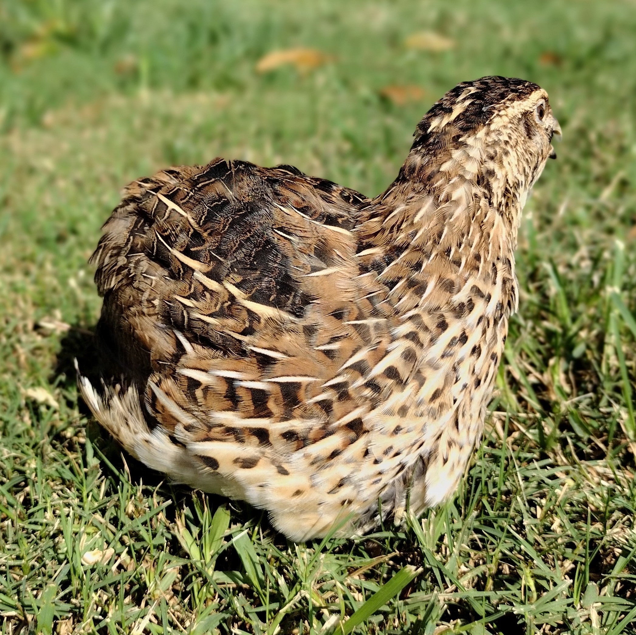 Silver Creek Farms - Feather Sexable Jumbo Mix- Wild, Italian and Egyptian Hatching Eggs - Premium Fertile Quail Eggs for Hatching and Homesteading