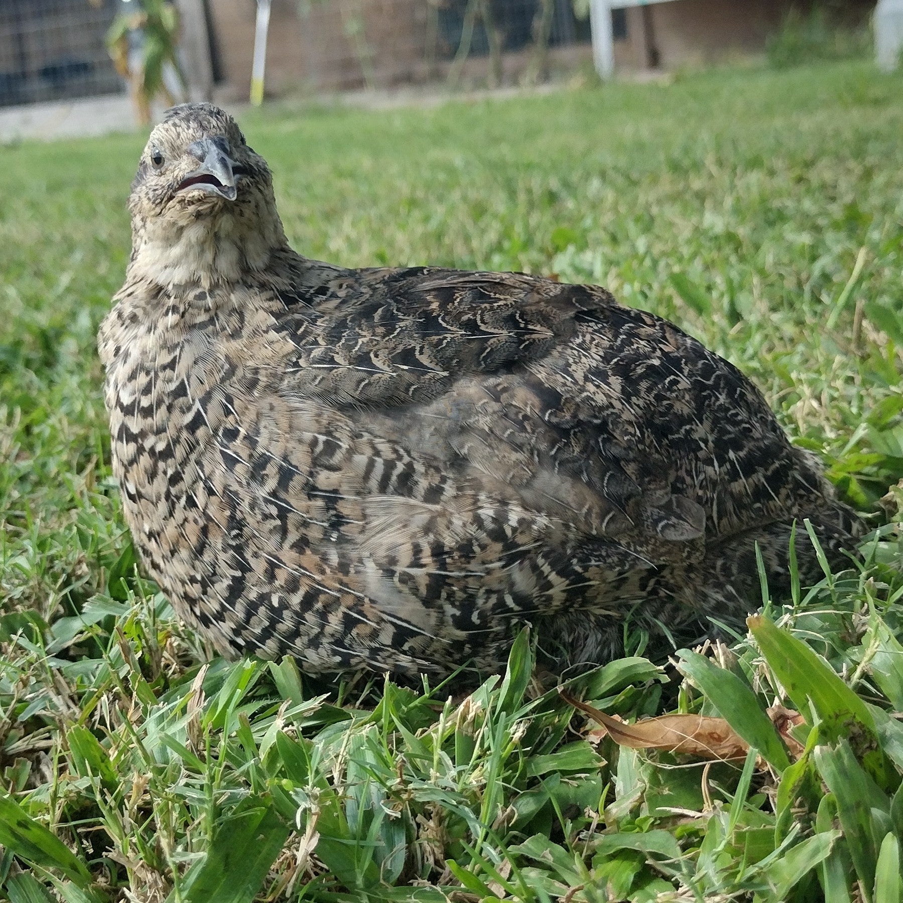 Grau Fee and Grau Fee Tuxedo Coturnix Hatching Eggs