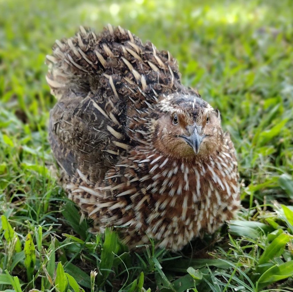 Silver Creek Farms - Hens Choice Special hatching eggs - Premium Fertile Quail Eggs for Hatching and Homesteading