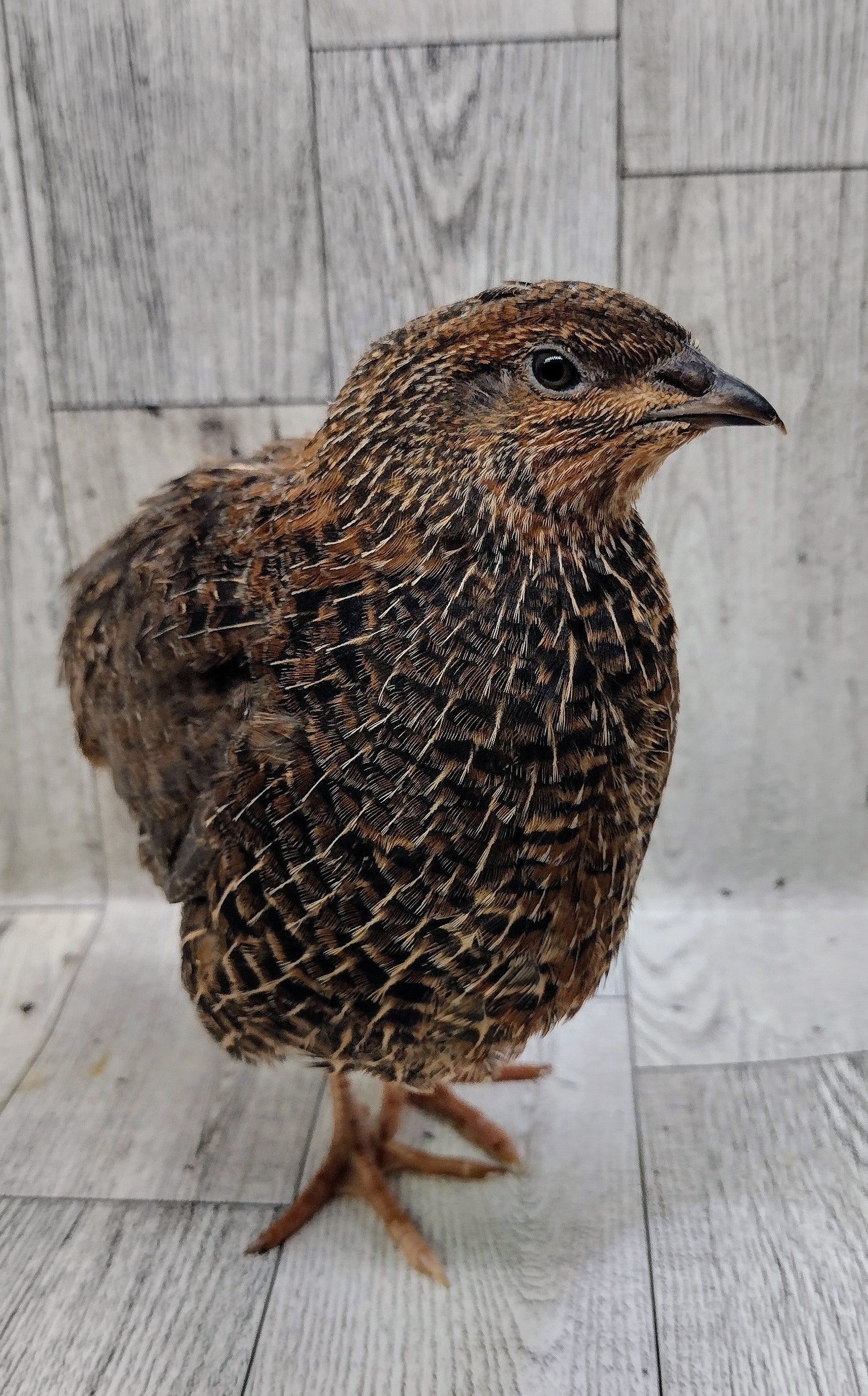 Rosetta and Tibetan Coturnix Hatching Eggs