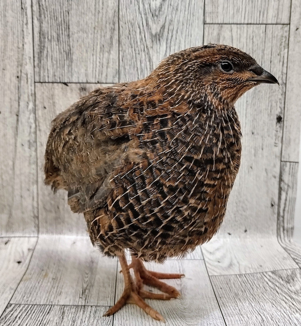 Silver Creek Farms - Homesteader Meat Maker hatching eggs - Premium Fertile Quail Eggs for Hatching and Homesteading