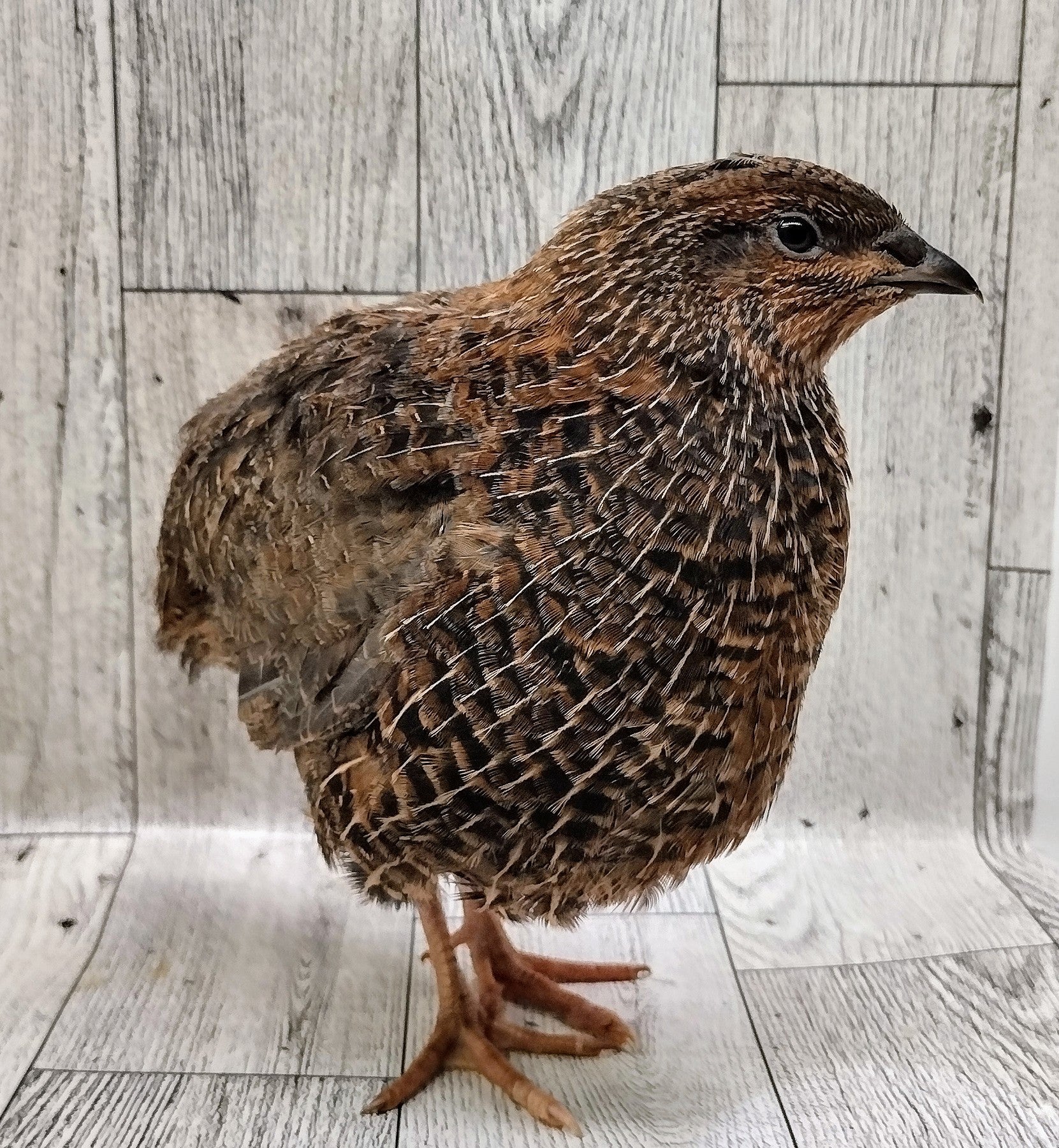 Silver Creek Farms - Homesteader Meat Maker hatching eggs - Premium Fertile Quail Eggs for Hatching and Homesteading