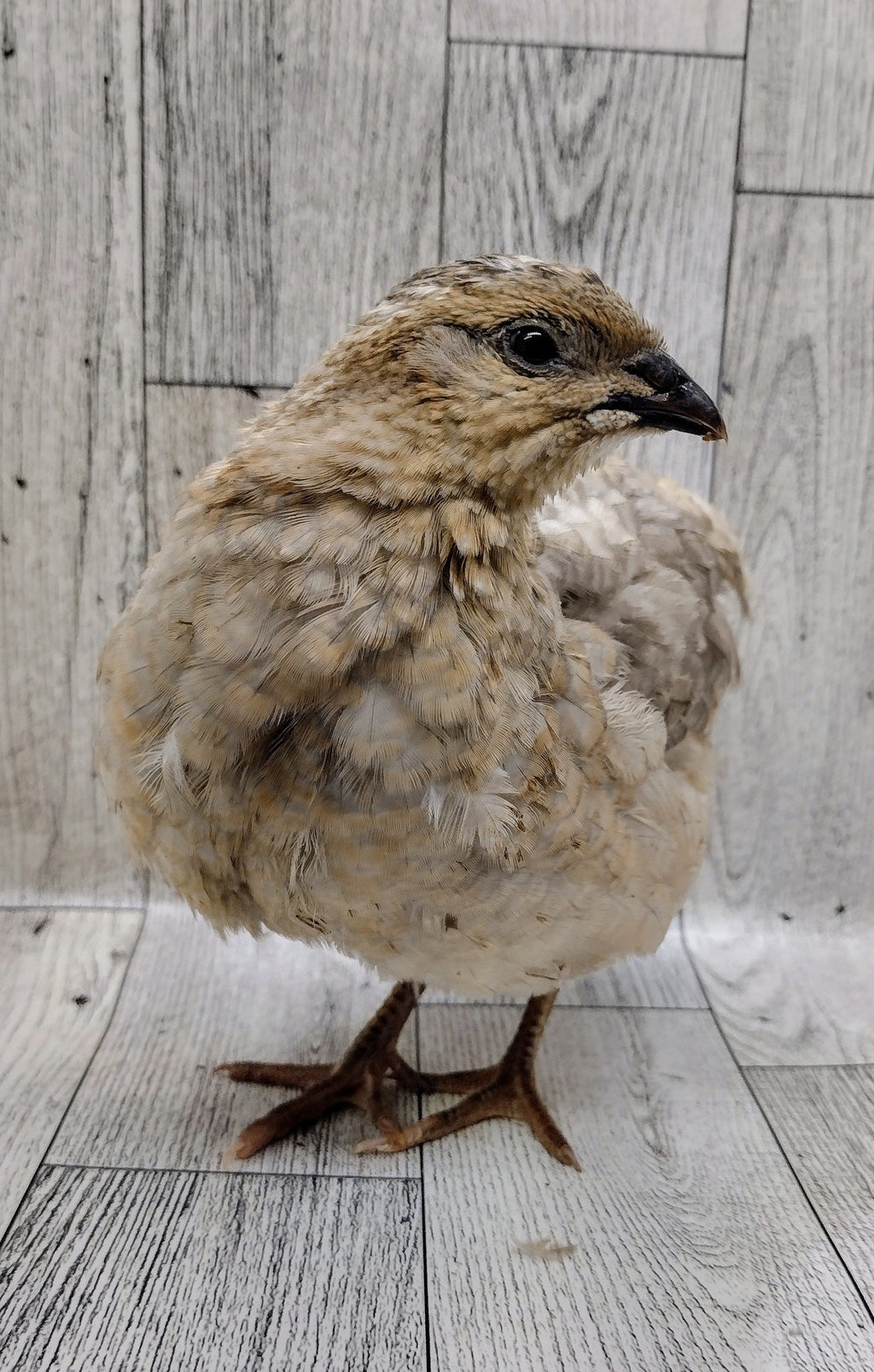 Silver Creek Farms - Shades of Gray Collection Hatching Eggs - Premium Fertile Quail Eggs for Hatching and Homesteading