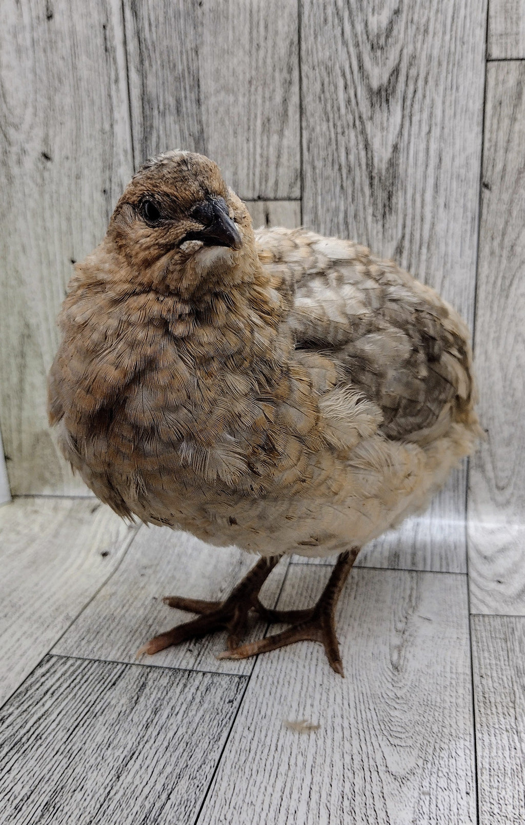 Silver Creek Farms - Shades of Gray Collection Hatching Eggs - Premium Fertile Quail Eggs for Hatching and Homesteading
