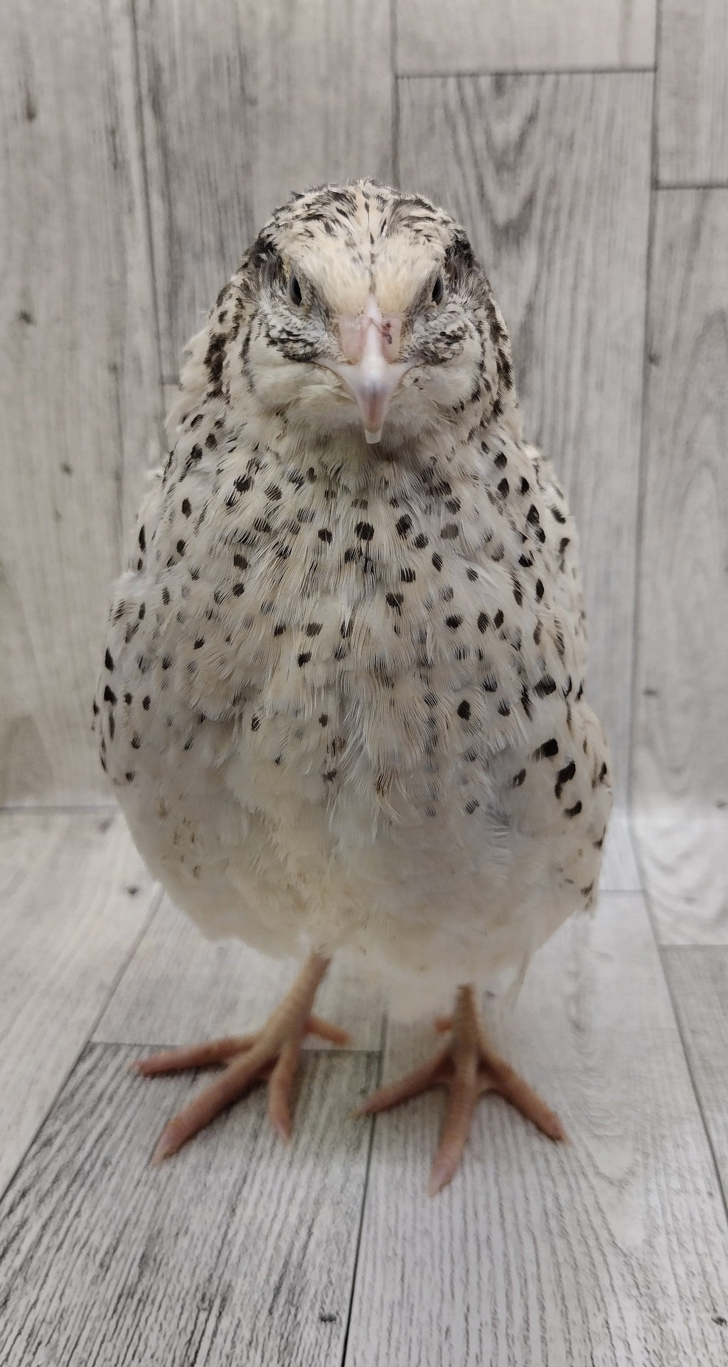 Pearl Fee Hatching Eggs