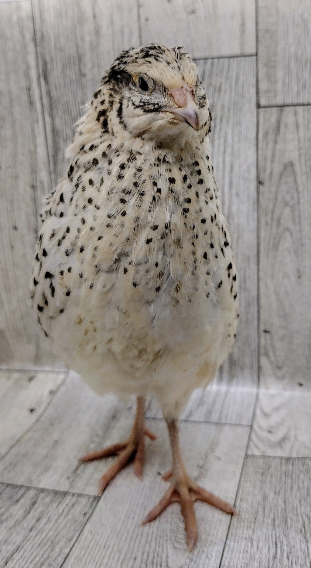 Pearl Fee Hatching Eggs