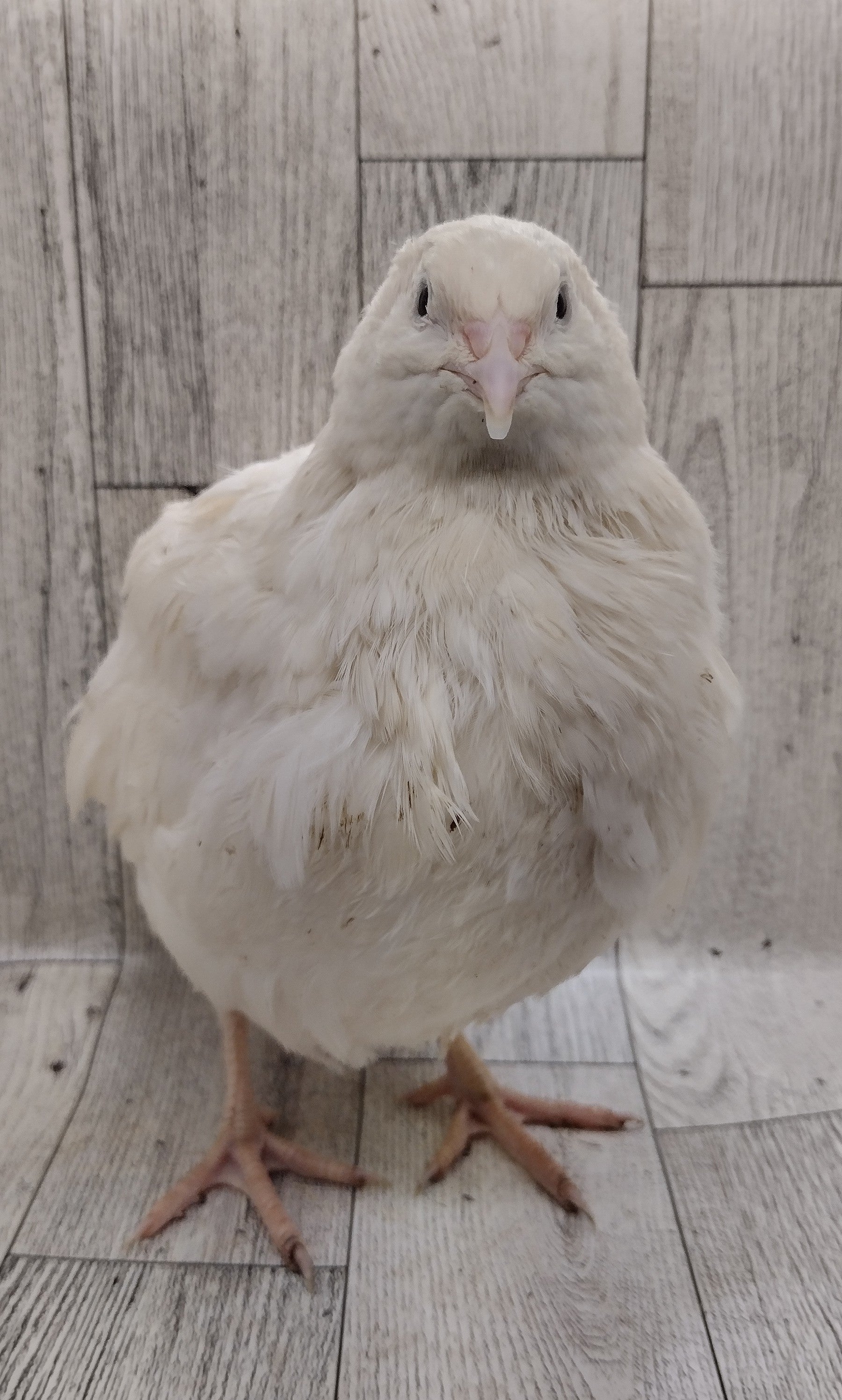 Silver Creek Farms - White Celadons hatching eggs - Premium Fertile Quail Eggs for Hatching and Homesteading