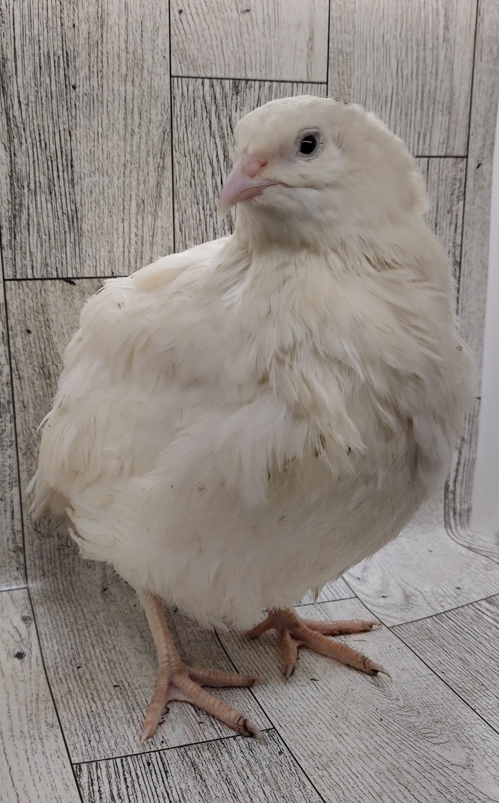 Jumbo White Hatching Eggs