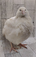 Silver Creek Farms - Jumbo White Hatching Eggs - Premium Fertile Quail Eggs for Hatching and Homesteading