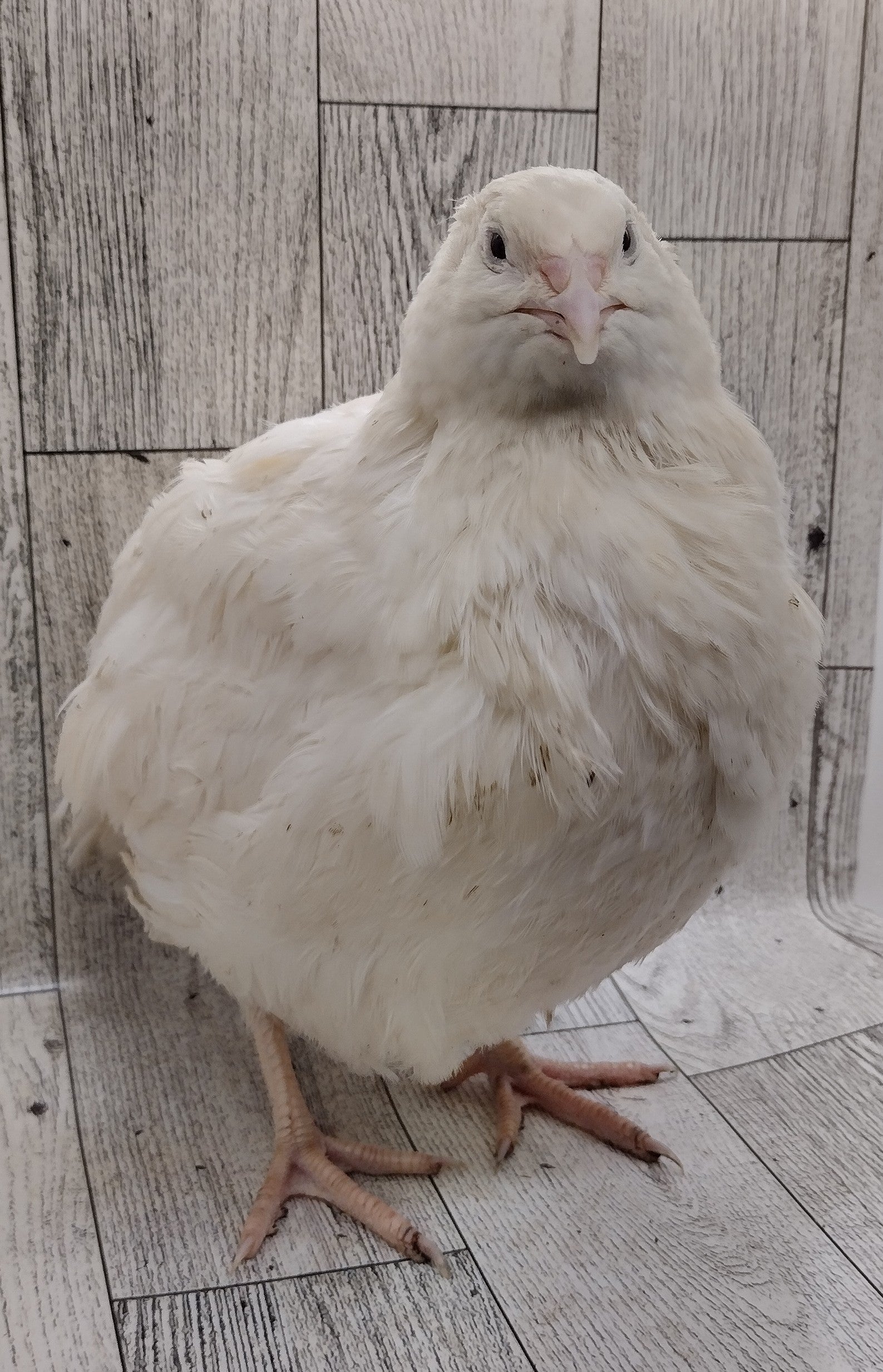 Jumbo White Hatching Eggs