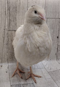 Silver Creek Farms - White Celadons hatching eggs - Premium Fertile Quail Eggs for Hatching and Homesteading