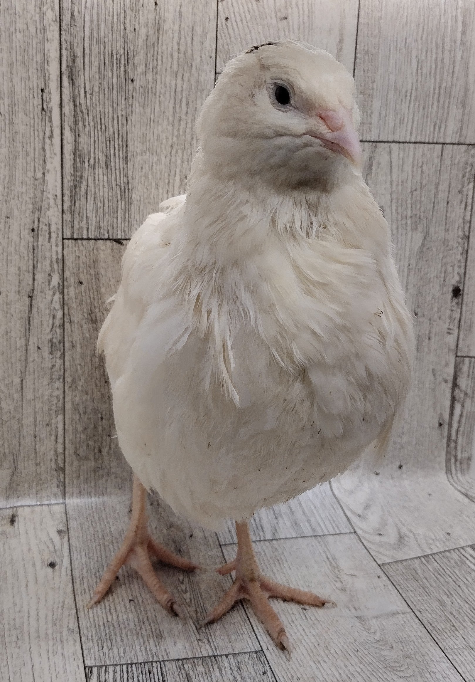 Jumbo White Hatching Eggs