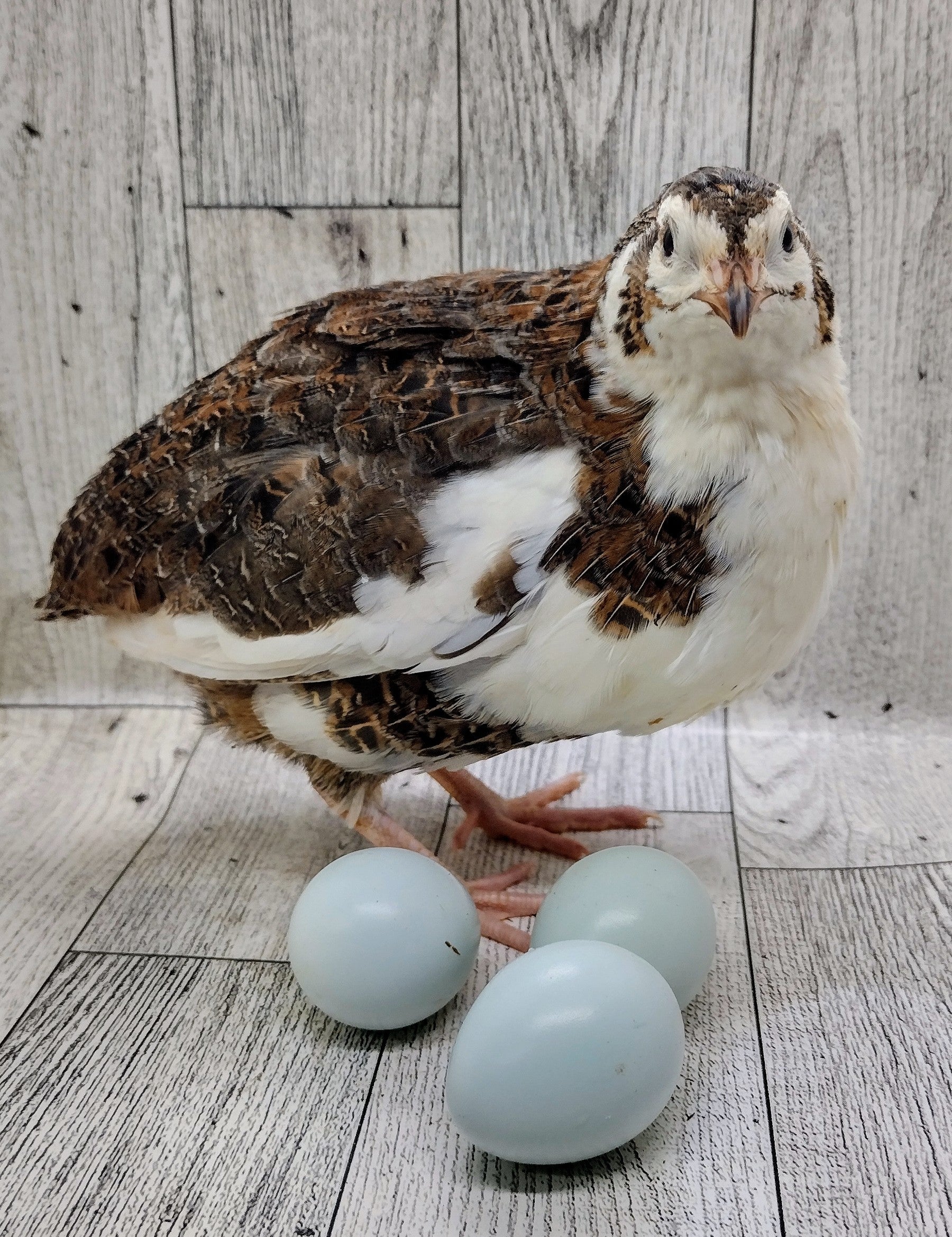 Rosetta and Tibetan Coturnix Hatching Eggs