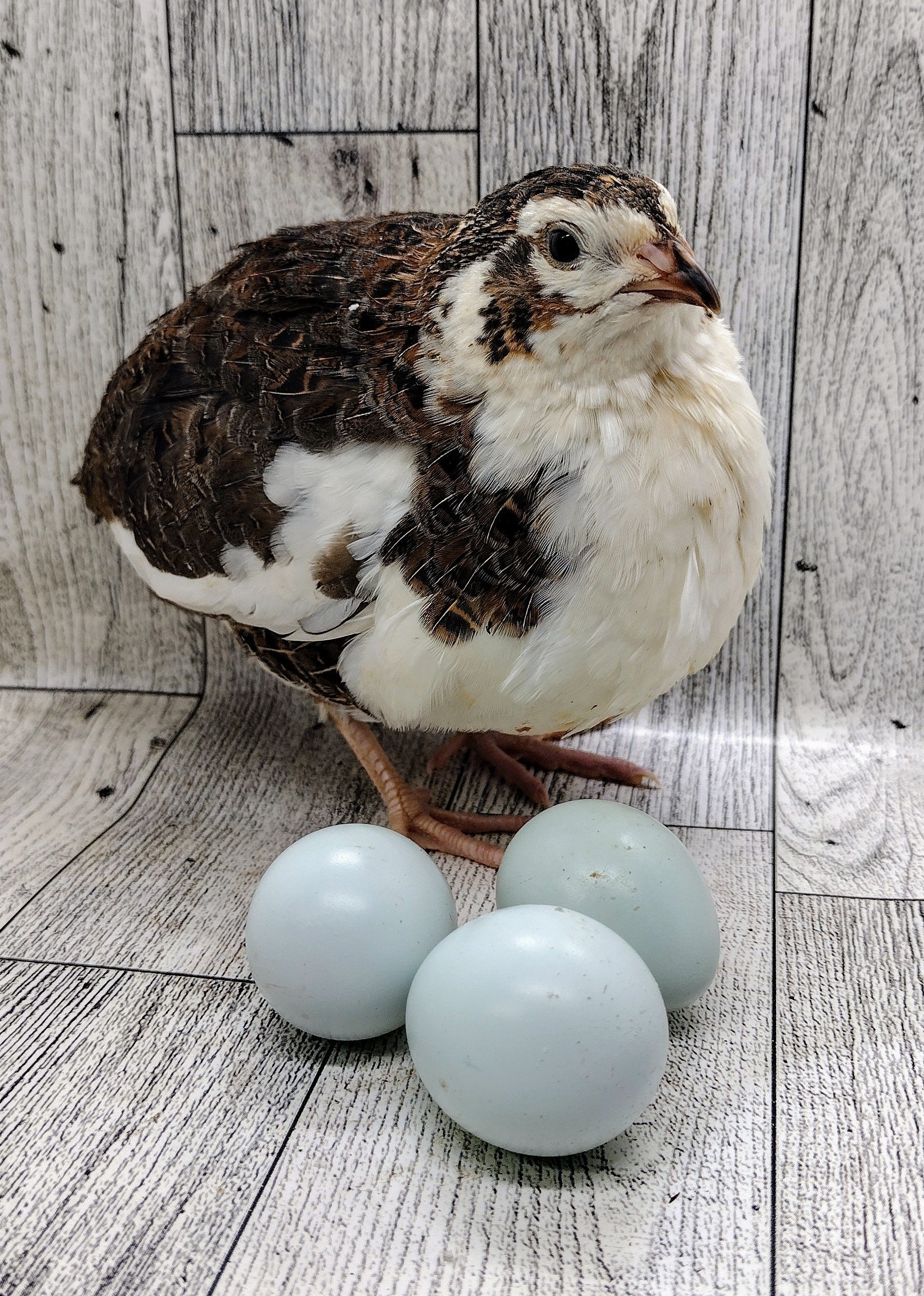 Celadon Color Variety hatching eggs