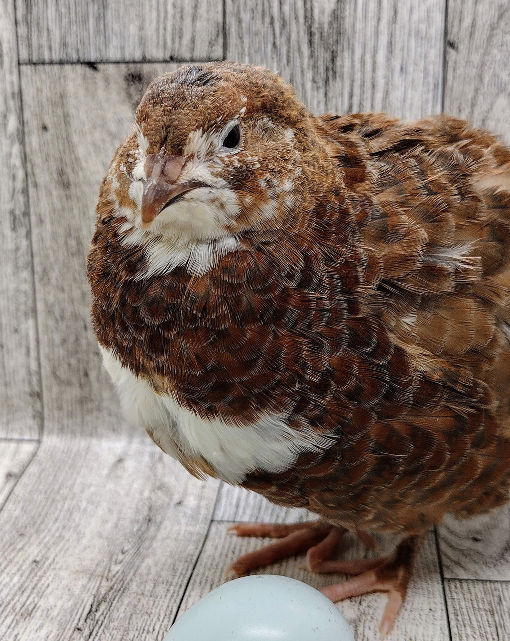 Silver Creek Farms - Scarlett and Range hatching eggs - Premium Fertile Quail Eggs for Hatching and Homesteading