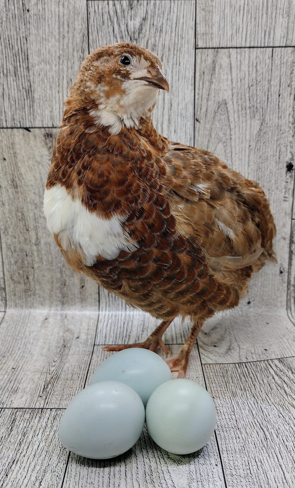 Silver Creek Farms - Scarlett and Range hatching eggs - Premium Fertile Quail Eggs for Hatching and Homesteading