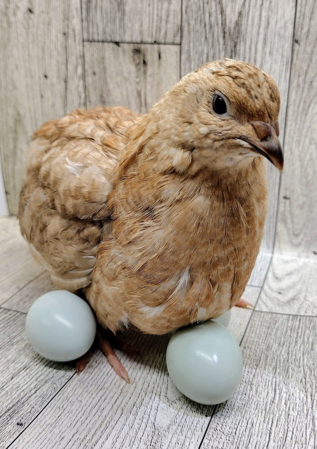 Silver Creek Farms - Shades of Gray Collection Hatching Eggs - Premium Fertile Quail Eggs for Hatching and Homesteading