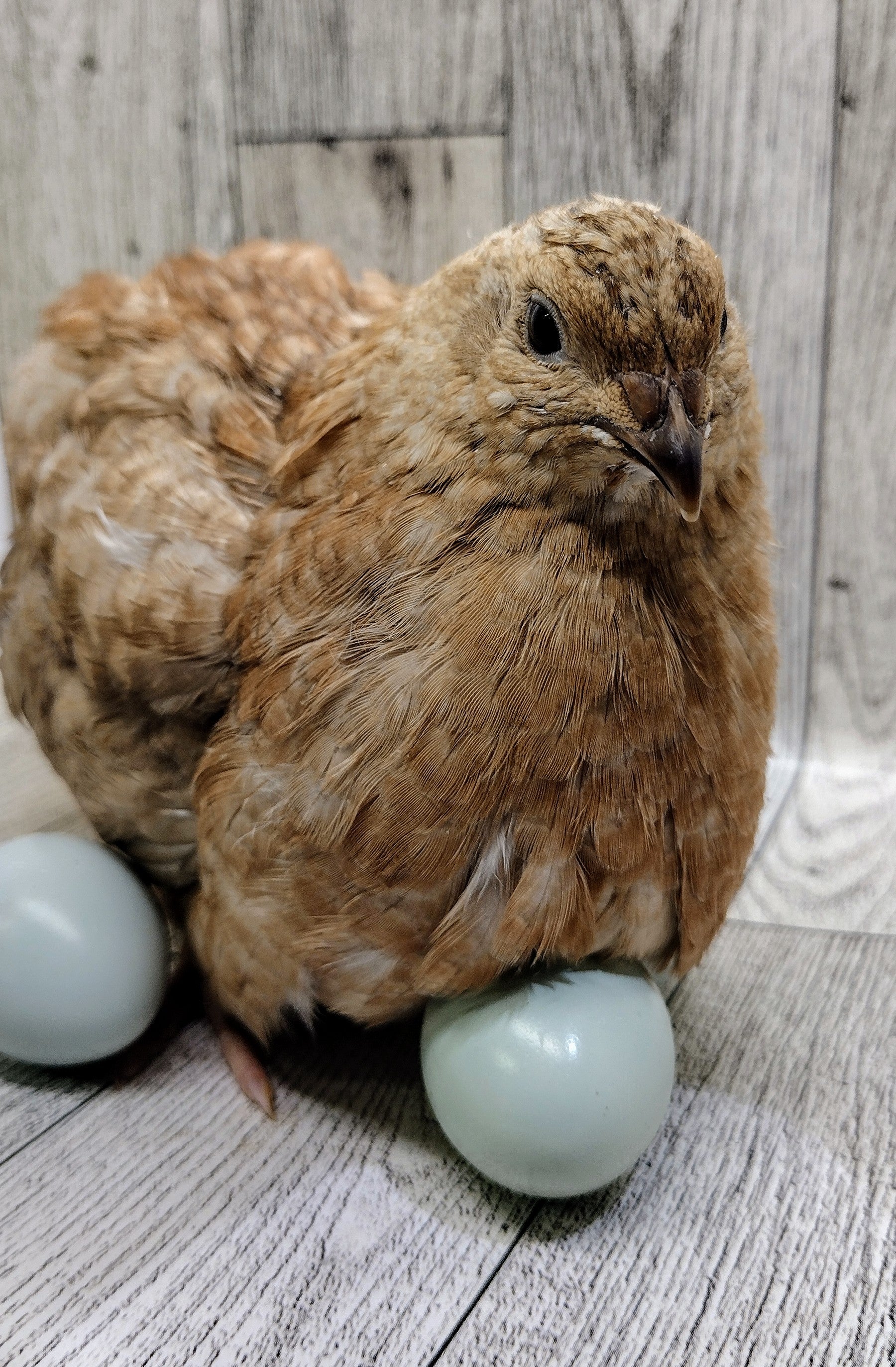 Celadon Color Variety hatching eggs