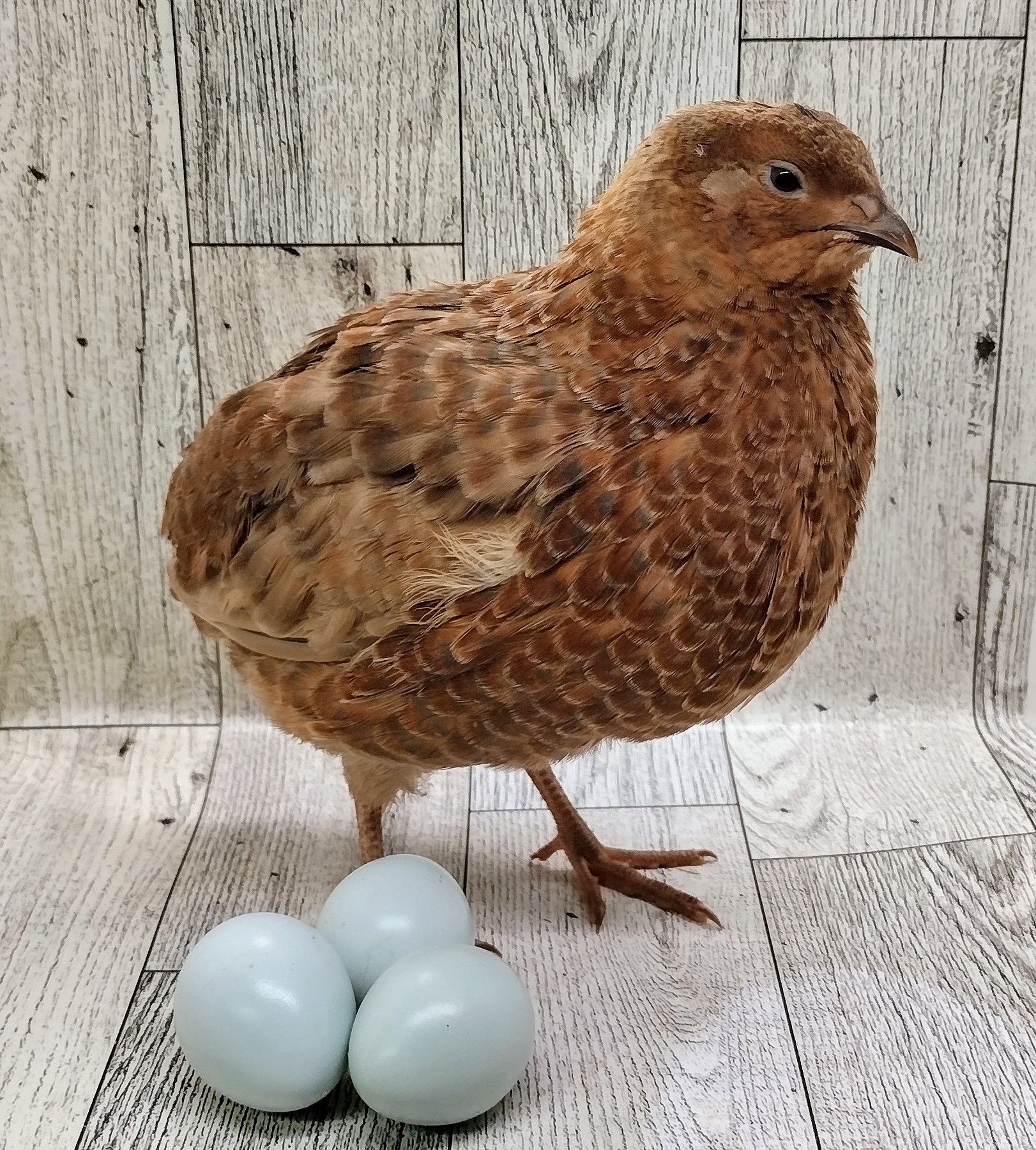 Silver Creek Farms - Scarlett and Range hatching eggs - Premium Fertile Quail Eggs for Hatching and Homesteading