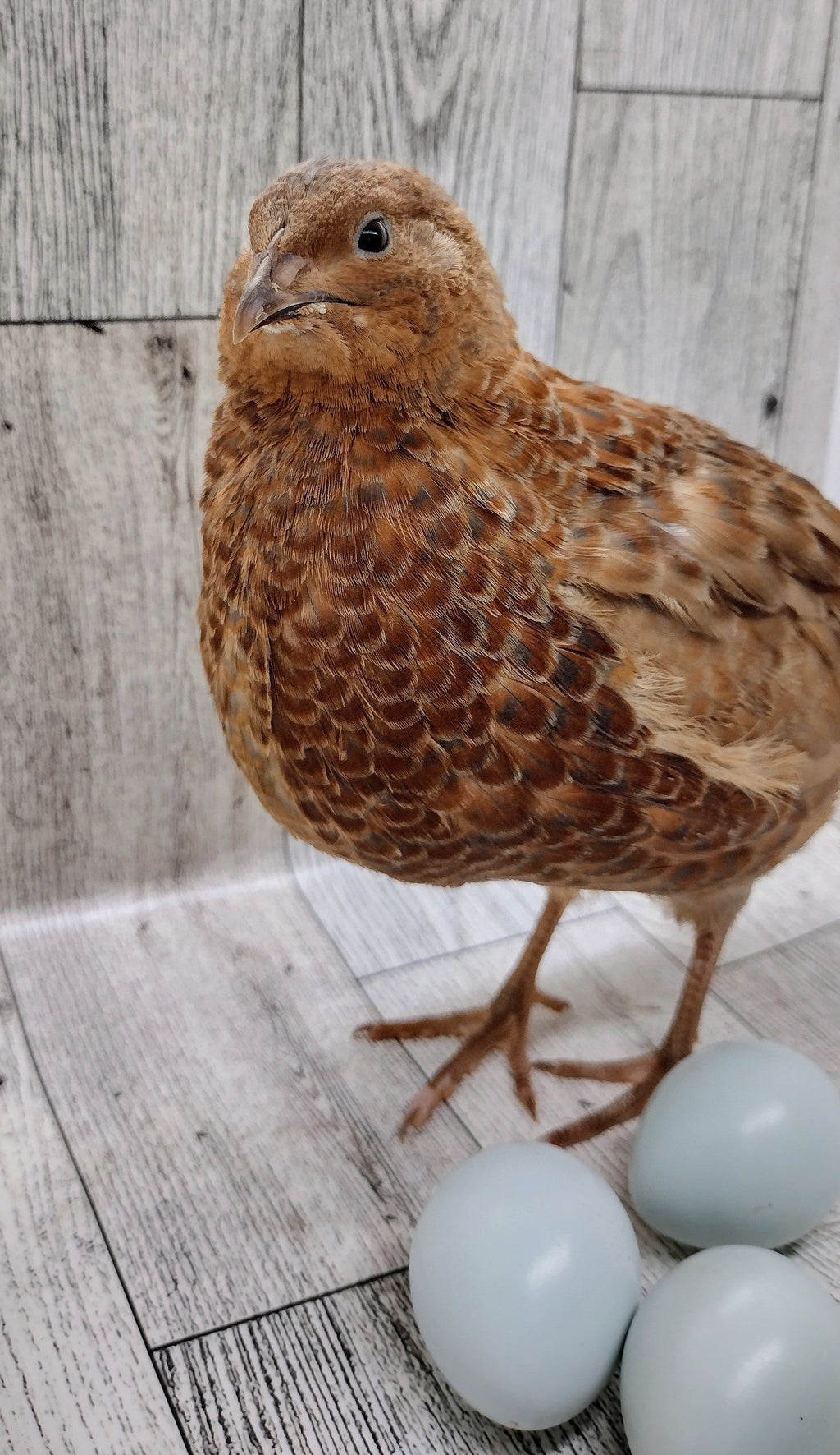 Celadon Color Variety hatching eggs