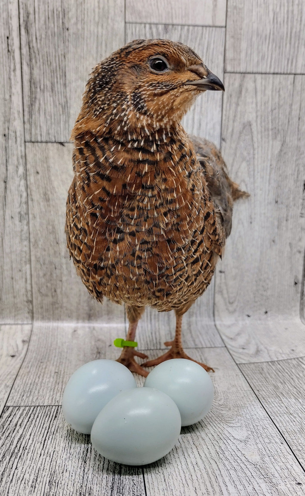 Silver Creek Farms - Rosetta and Tibetan Coturnix Hatching Eggs - Premium Fertile Quail Eggs for Hatching and Homesteading