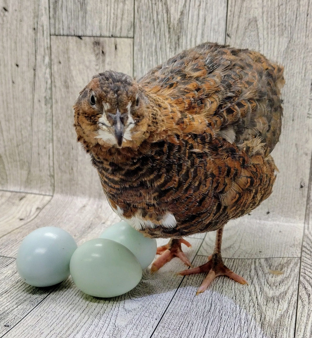 Silver Creek Farms - Rosetta and Tibetan Coturnix Hatching Eggs - Premium Fertile Quail Eggs for Hatching and Homesteading