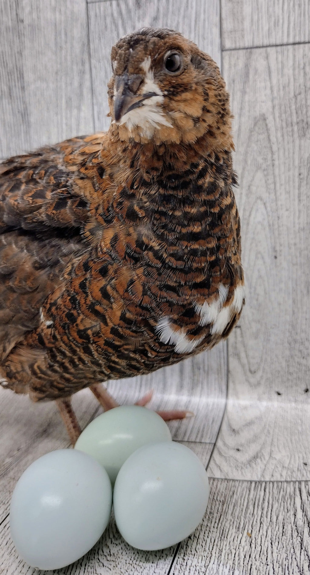 Silver Creek Farms - Rosetta and Tibetan Coturnix Hatching Eggs - Premium Fertile Quail Eggs for Hatching and Homesteading