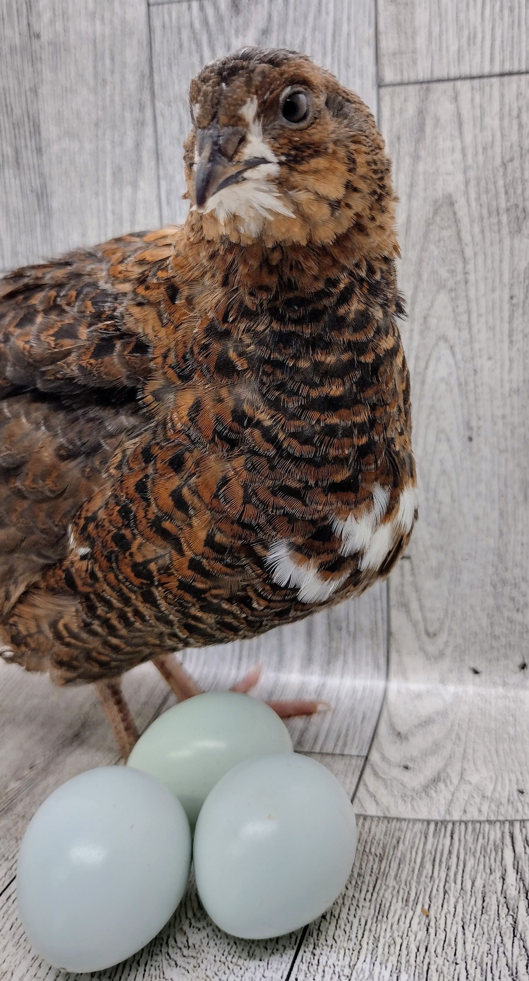 Rosetta and Tibetan Coturnix Hatching Eggs