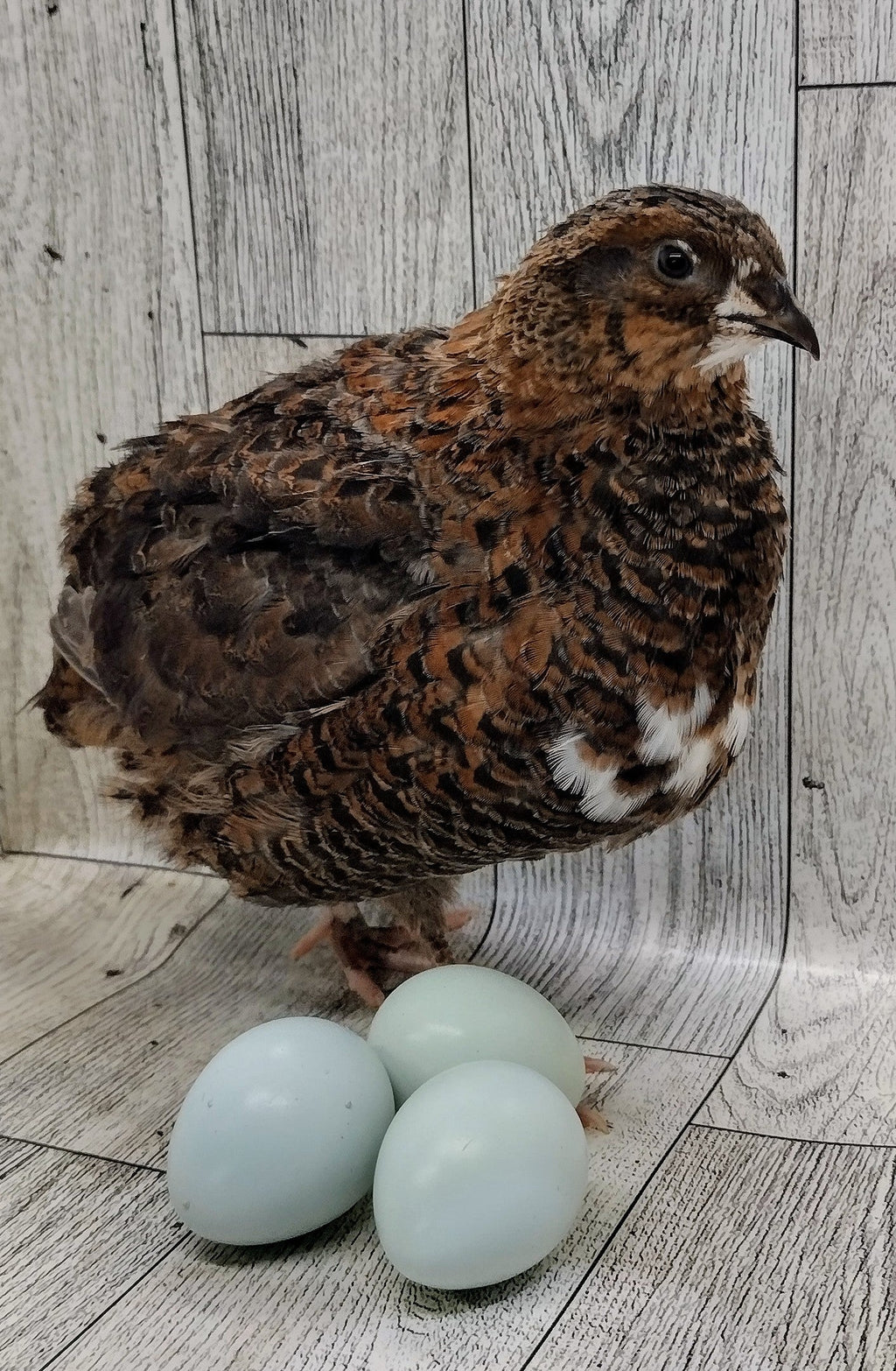 Silver Creek Farms - Rosetta and Tibetan Coturnix Hatching Eggs - Premium Fertile Quail Eggs for Hatching and Homesteading