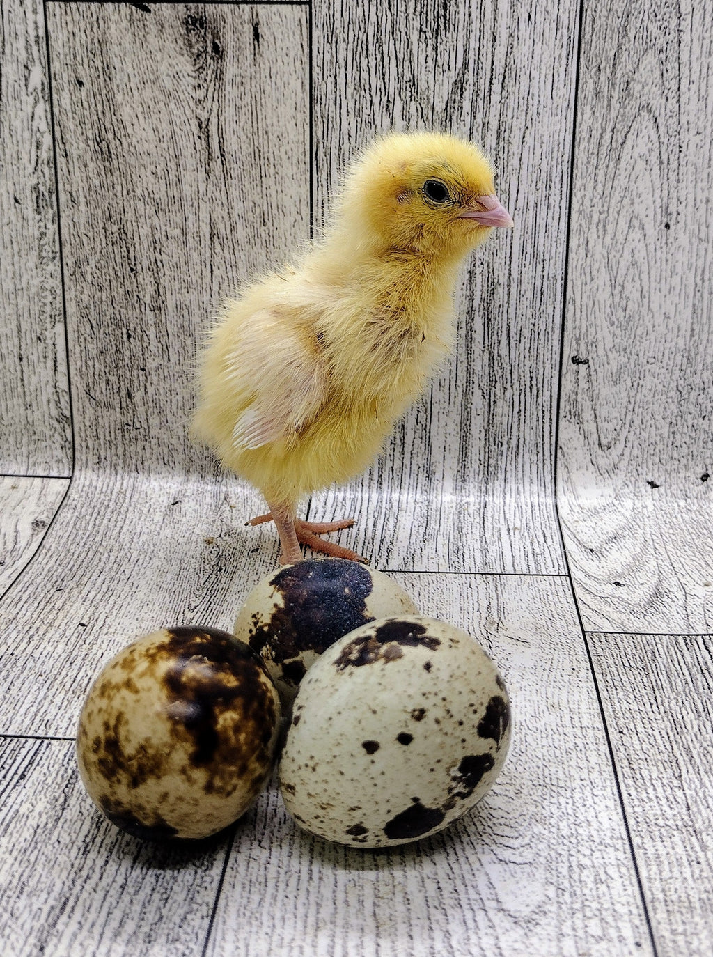 Silver Creek Farms - Jumbo White Hatching Eggs - Premium Fertile Quail Eggs for Hatching and Homesteading