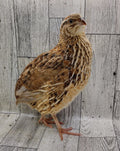 Silver Creek Farms - Jumbo Sex Link Hatching eggs - Premium Fertile Quail Eggs for Hatching and Homesteading