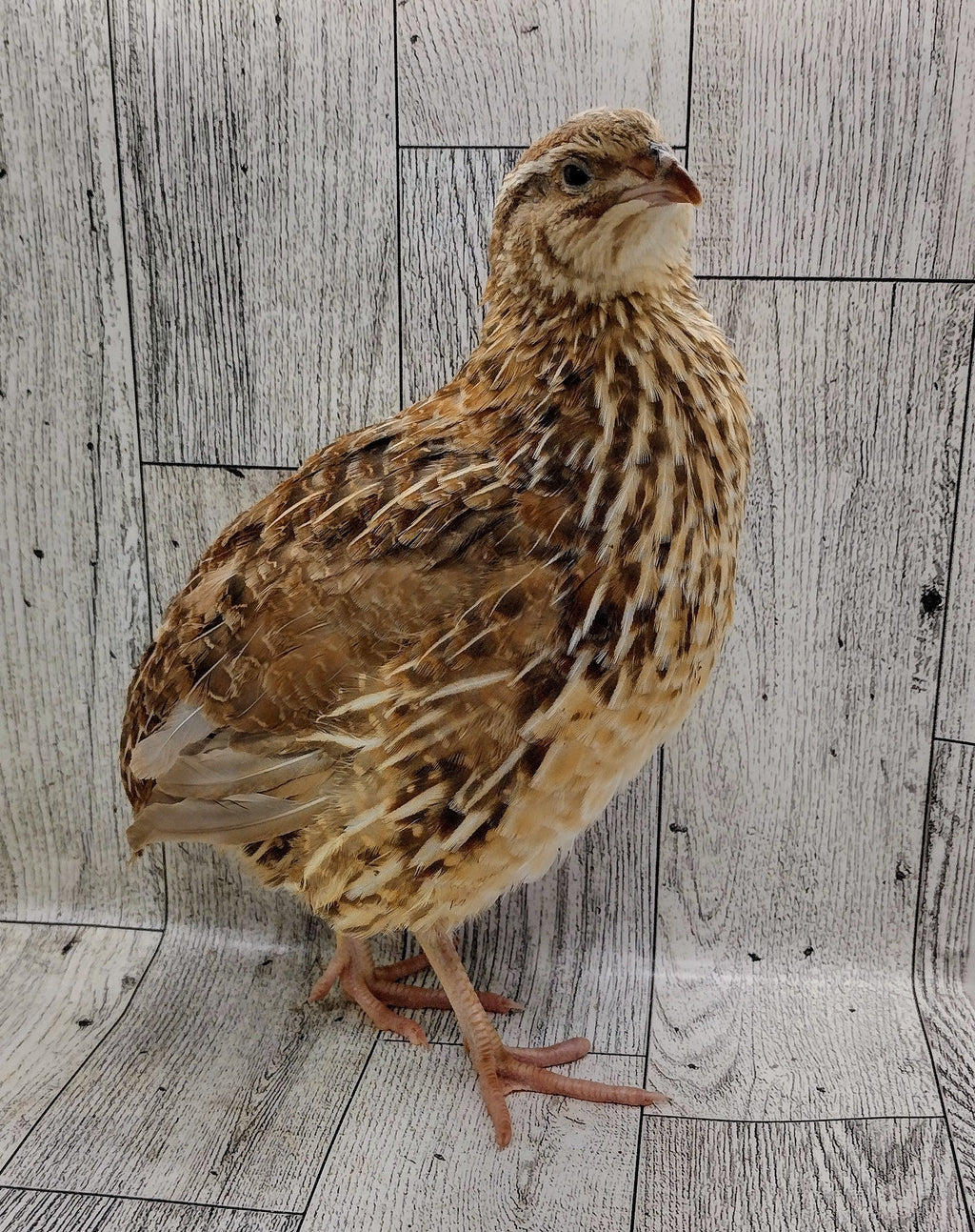 Silver Creek Farms - Homesteader Meat Maker hatching eggs - Premium Fertile Quail Eggs for Hatching and Homesteading