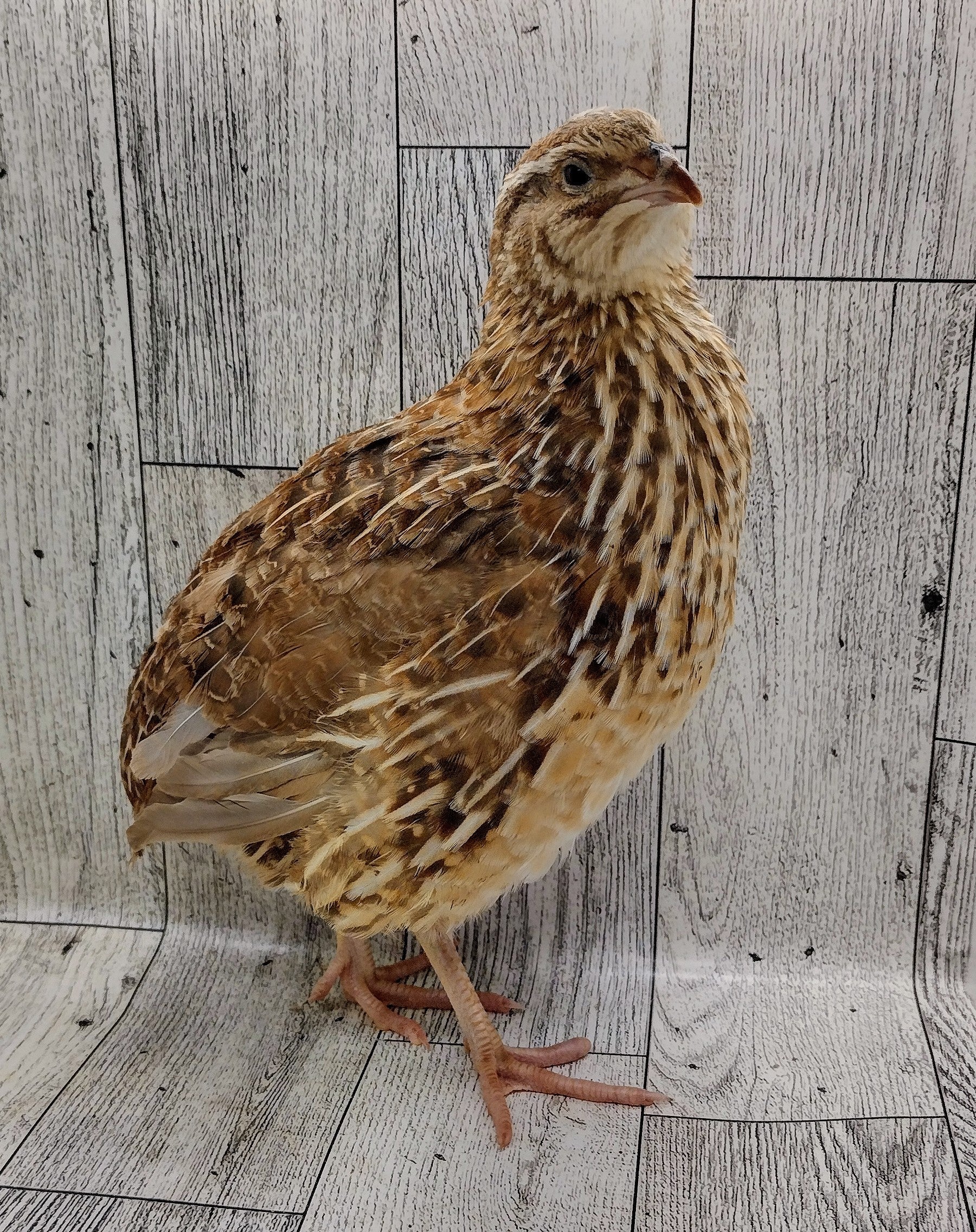 Silver Creek Farms - Homesteader Meat Maker hatching eggs - Premium Fertile Quail Eggs for Hatching and Homesteading